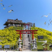 Đảo Kabushima – Vương quốc của loài mòng biển đuôi đen